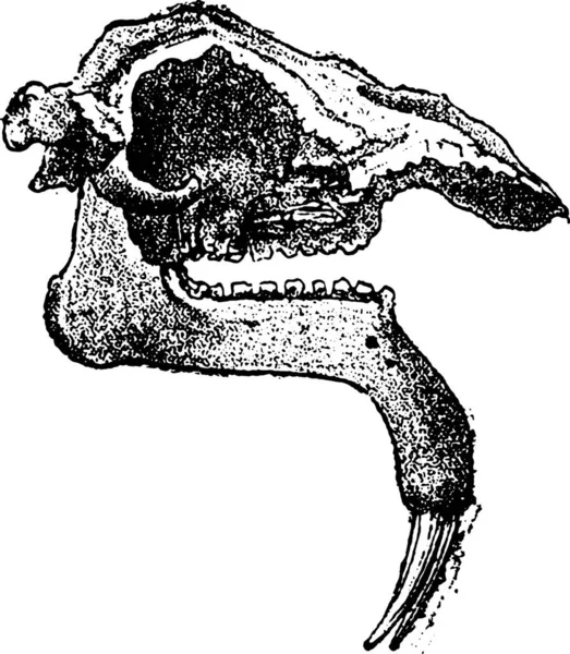 Fossila Huvudet Deinotherium Vintage Graverad Illustration Från Naturliga Skapelser Och — Stock vektor