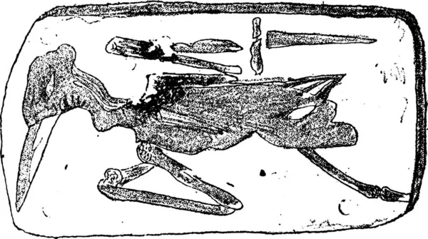 Птах Монмартра Чорний Старий Гравіруваний Стародавній Античний Мистецтво Вінтаж Малюнок — стоковий вектор