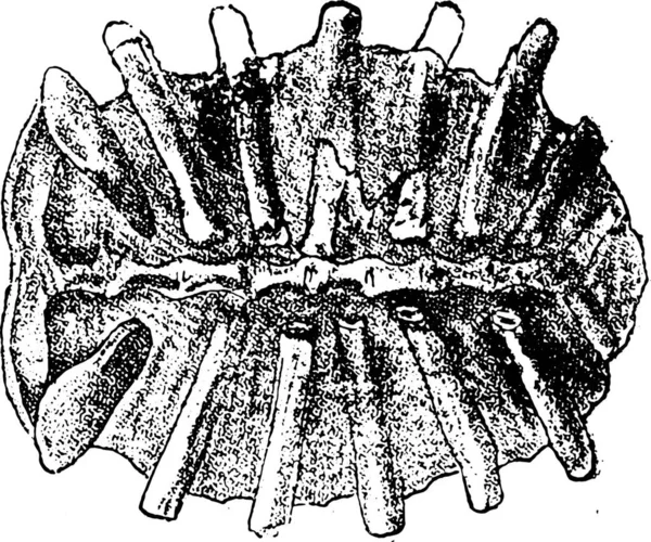 Fossiele Schildpad Trionyx Vintage Gegraveerde Illustratie Van Natuurlijke Schepping Levende — Stockvector