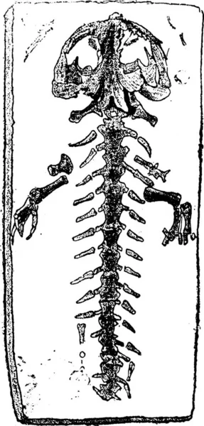 Esqueleto Fósil Una Salamandra Gigantesca Ilustración Grabada Vintage Creación Natural — Archivo Imágenes Vectoriales