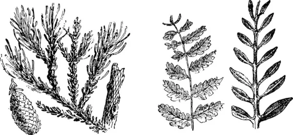 Fósseis Vegetais Período Secundário Ilustração Gravada Vintage Criação Natural Dos — Vetor de Stock