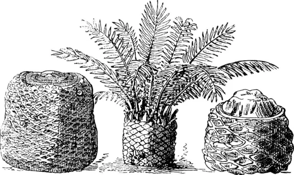 Cycads Fossiles Des Couches Boueuses Île Portland Illustration Gravée Vintage — Image vectorielle