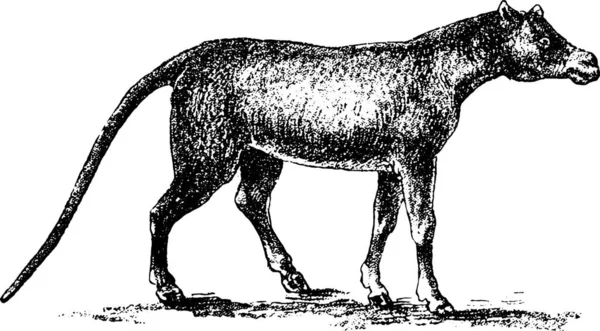 馬のベクトル図 — ストックベクタ