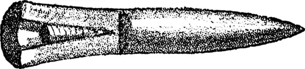 Fossile Knochen Von Belemnites Sulcatus Gravierte Illustration Von Natürlicher Schöpfung — Stockvektor