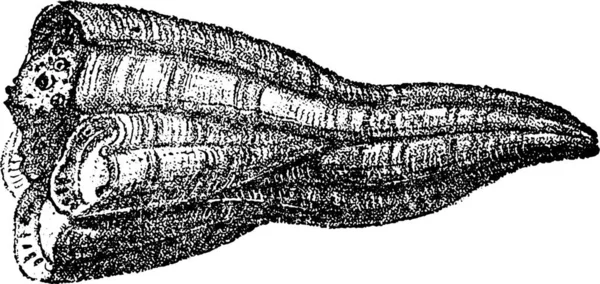 Cette Illustration Représente Dessin Ligne Très Ancien Vintage Dictionnaire Une — Image vectorielle