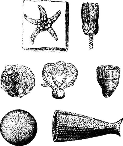 Echinodermata Dan Polypier Dari Usia Sekunder Ukiran Ilustrasi Vintage Dari - Stok Vektor