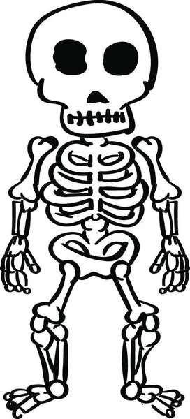 Skelet Met Schedel Botten — Stockvector