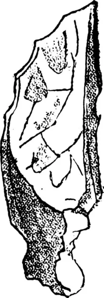 Дерев Яна Вирізана Ілюстрація Дерева Рослиною — стоковий вектор