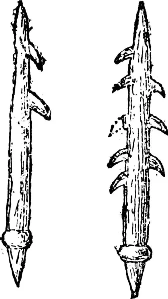 鱼叉或带刺箭 老式雕刻插图 来自自然创造和生物 — 图库矢量图片