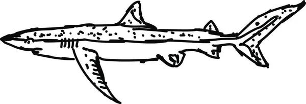 Köpek Balığı Resmi — Stok Vektör