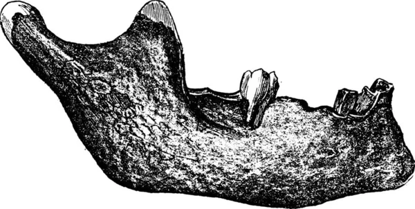 1863年にアブビル近くのムーラン キグノンのブシェ ペルテスによって収集された人間のもの — ストックベクタ