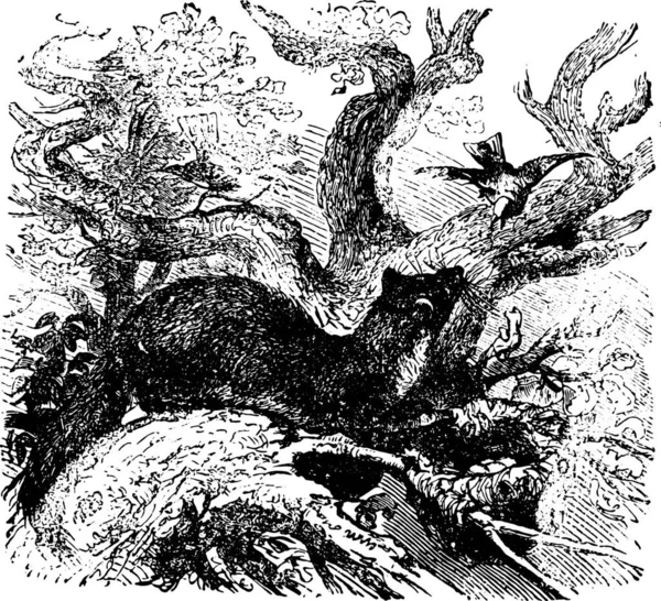 Illustration Loup Avec Fond Noir Blanc — Image vectorielle