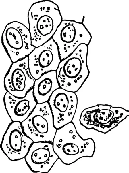 Vektorová Ilustrace Jídla Šťastný Vegetariánský Symbol Sbírka Pizzy Pečení Webu — Stockový vektor