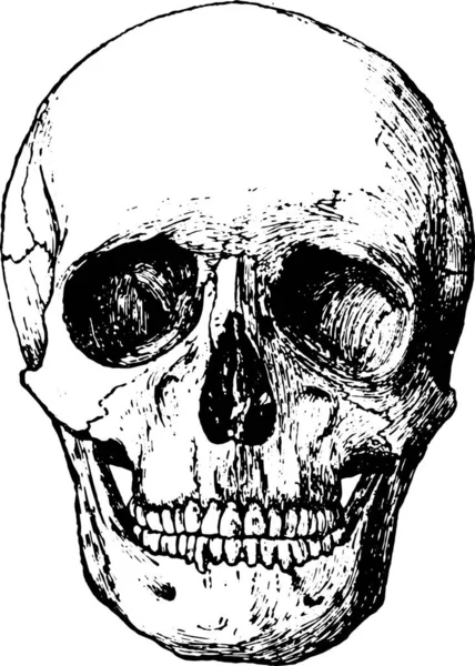 黒と白のベクトル図の頭蓋骨です — ストックベクタ