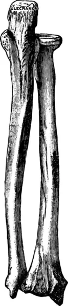 右の前腕の骨 ヴィンテージ刻まれた図 — ストックベクタ