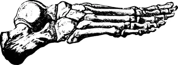 Кістки Ноги Вінтажні Гравіровані Ілюстрації — стоковий вектор