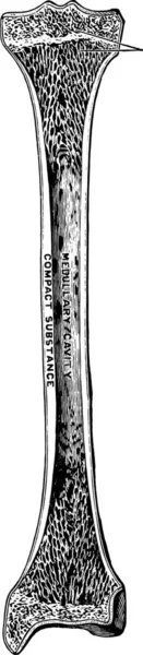 Section Long Bone Shinbone Vintage Engraved Illustration — Stock Vector