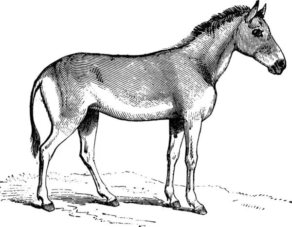 Kůň Provazem — Stockový vektor
