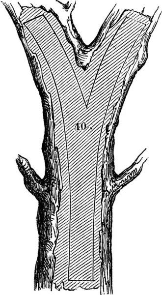 Wie Ein Baum Schnittholz Gemacht Wird Gabelabschnitt Gravierte Illustration Magasin — Stockvektor