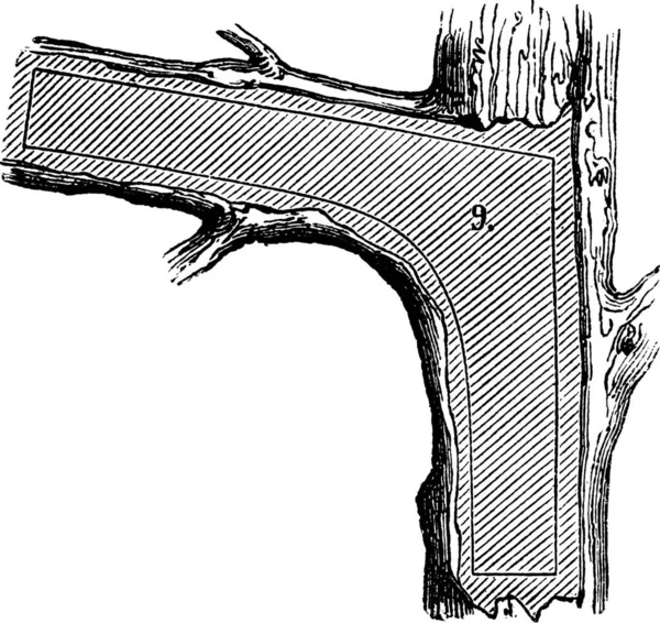 How Tree Made Lumber Skeg Section Used Shipbuilding Illustration Gravée — Image vectorielle