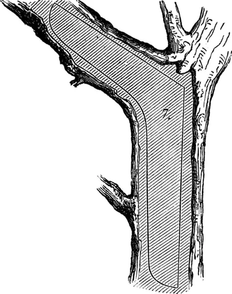 如何一棵树制成板材 气窗节 用在造船 复古刻的插图 勒玛佳欣 Pittoresque Larive 和弗洛瑞 1874 — 图库矢量图片