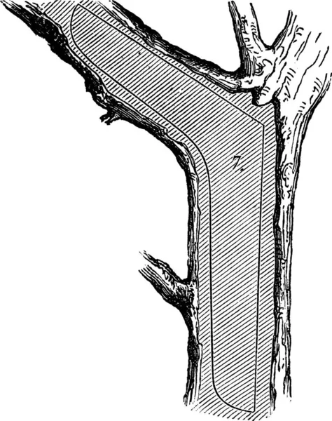 Hoe Een Boom Gemaakt Hout Spiegelbevestiging Sectie Die Wordt Gebruikt — Stockvector