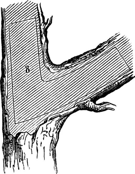 Como Uma Árvore Feita Madeira Seção Nastúrcio Ilustração Gravada Vintage —  Vetores de Stock