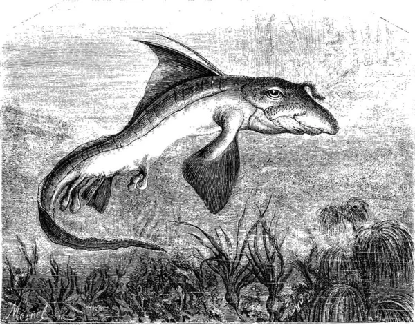 Chimaera Monstrosa Oder Kaninchenfisch Oder Rattenfisch Vintage Gravierte Illustration Magasin — Stockvektor