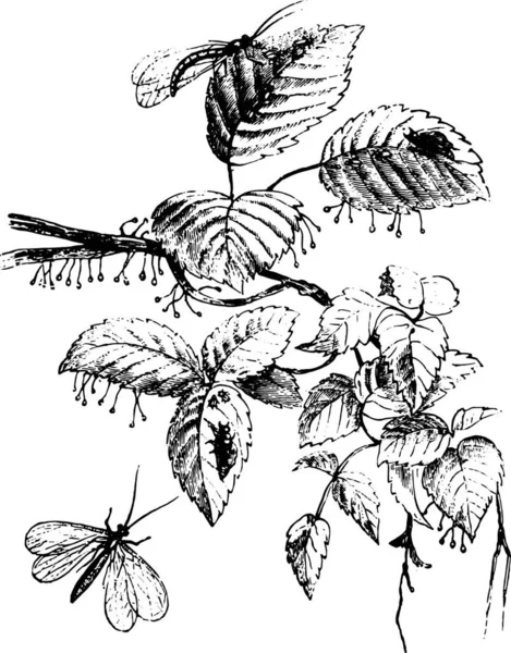 Vectorillustratie Van Een Tak Van Een Plant Met Een Zwart — Stockvector