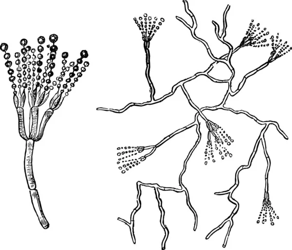 Vruchtlichamen Top Van Groene Schimmel Penicillium Vintage Gegraveerde Afbeelding Magasin — Stockvector