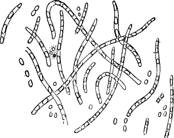 细菌内的孢子正在形成 老式雕刻插图 Magasin Pittoresque 1882 — 图库矢量图片