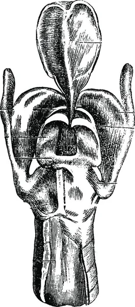 Posterior Utsikt Över Larynx Visar Laryngeal Cartilages Vintage Graverad Illustration — Stock vektor