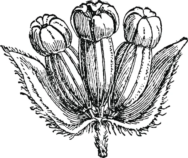 Hydrocotyle 아시아 Asiatica 빈티지 새겨진 Pittoresque 1875 — 스톡 벡터