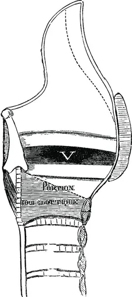 ラリノックスの中央部 ヴィンテージの彫刻が施されたイラスト ラブラドール博士の医学辞典 1885 — ストックベクタ