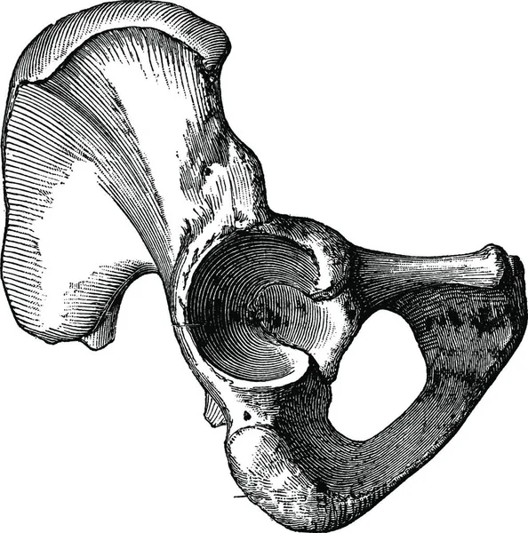 Zdj 616 Zewnętrzna Powierzchnia Kości Biodrowej Vintage Grawerowane Ilustracja Magasin — Wektor stockowy