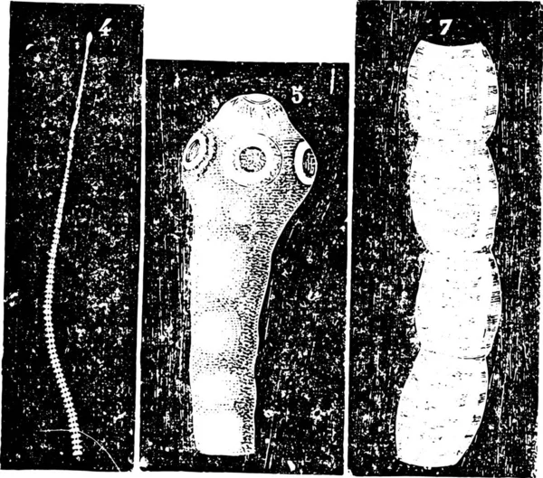 Taenia Solium Pork Tapeworm 빈티지 라브라 1885 박사의 — 스톡 벡터