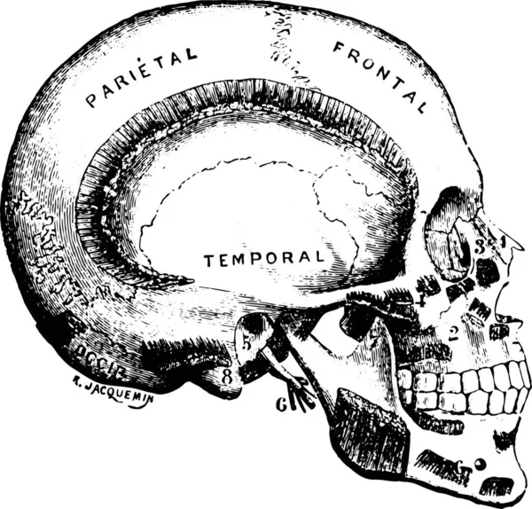 Ilustración Dibujada Mano Cráneo Con Una Gorra Sombrero — Archivo Imágenes Vectoriales