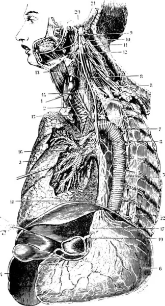 Catena Simpatica Nervo Vago Sinistro Illustrazione Incisa Vintage Dizionario Medicina — Vettoriale Stock