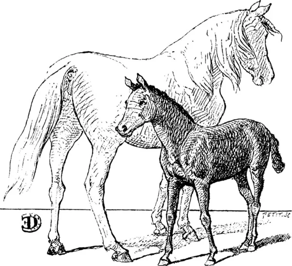 Illustrazione Vettoriale Cavallo — Vettoriale Stock