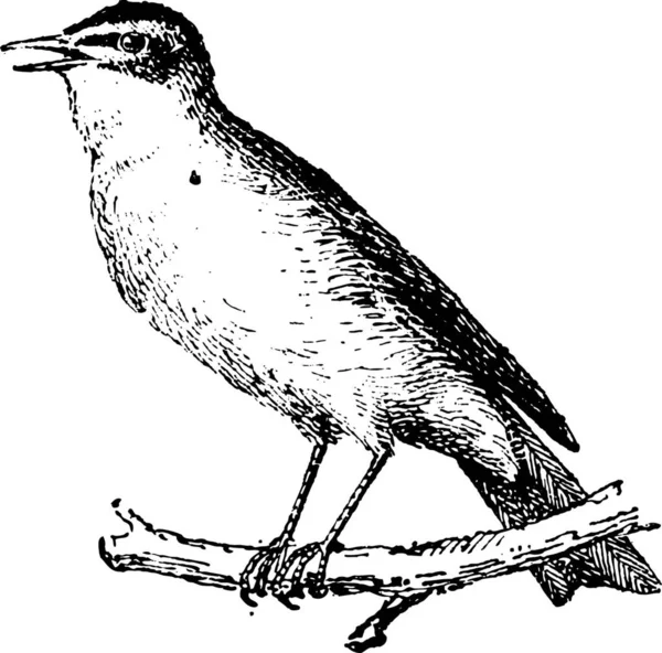 Ωδικό Πτηνό Σκαρφαλωμένο Υποκατάστημα Vintage Εικονογράφηση Χαραγμένο Λεξικό Του Λέξεις — Διανυσματικό Αρχείο