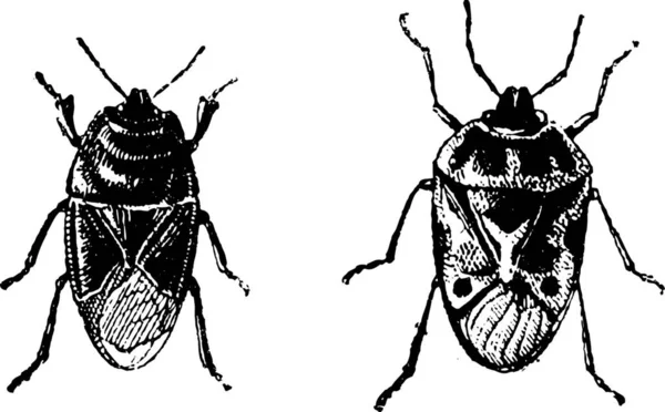 Svarta Bug Orne Bugg Vintage Ingraverad Illustration Ordlista Med Ord — Stock vektor