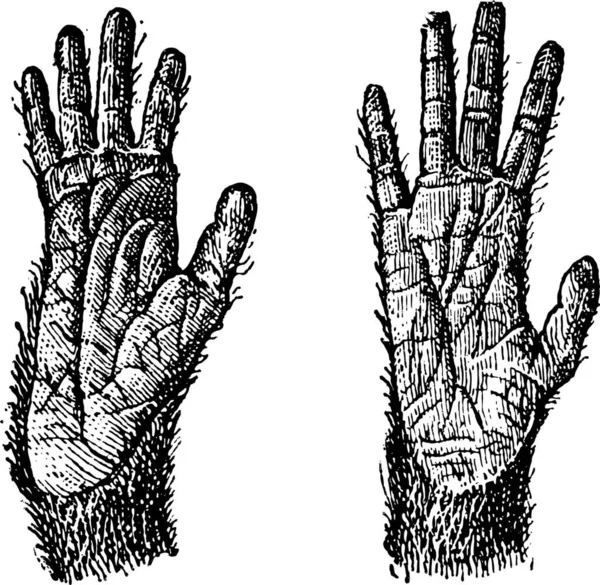 Oude Gegraveerd Illustratie Van Twee Handen Van Quadrumana Primaten Geïsoleerd — Stockvector
