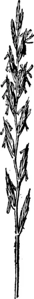 Schwarz Weiß Abstrakte Handgezeichnete Illustration Eines Baumes — Stockvektor