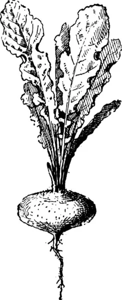 Detta Illustration Växt Med Ett Träd — Stock vektor