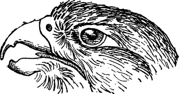 Rapaz Falcon Encabezado Ilustración Grabada Vintage Diccionario Palabras Cosas Larive — Vector de stock