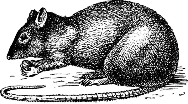 Szczur Białym Tle Białym Tle Tło Wygrawerowanym Ilustracja Słownik Słów — Wektor stockowy