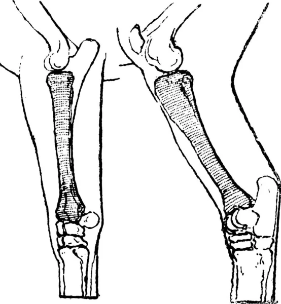离开后 发现在前肢 和胫骨 发现在后肢 的一匹马 老式刻图 词语的东西 Larive 和弗勒 1895年的字典 — 图库矢量图片