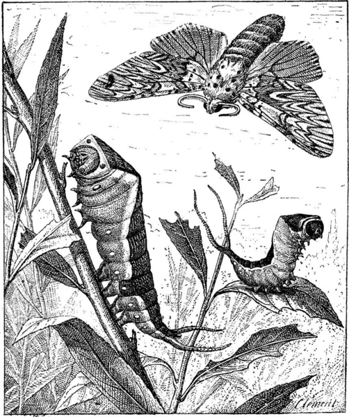 조각된 꼬리나빈 초원에 피나무나 비누라의 단어와 사물에 1895 — 스톡 벡터