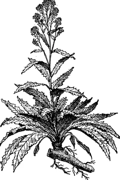 Horseradish Armoracia Rusticana Cochgearia Armoracia 배경에 단어와 사물에 1895 — 스톡 벡터