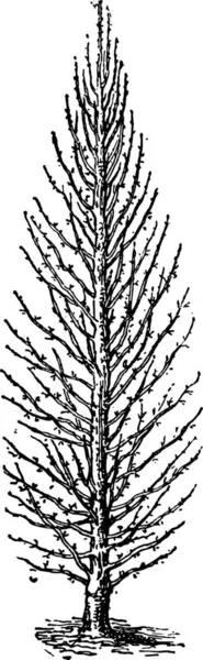 Gruszka Drzewa Lub Pyrus Przycinane Vintage Ilustracji Grawerowane Słownik Słów — Wektor stockowy